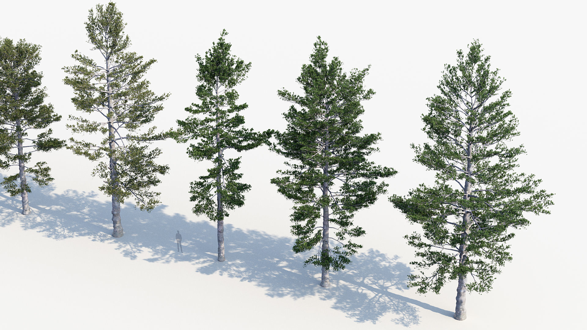 Plant Package 02 Pine 3D model_48