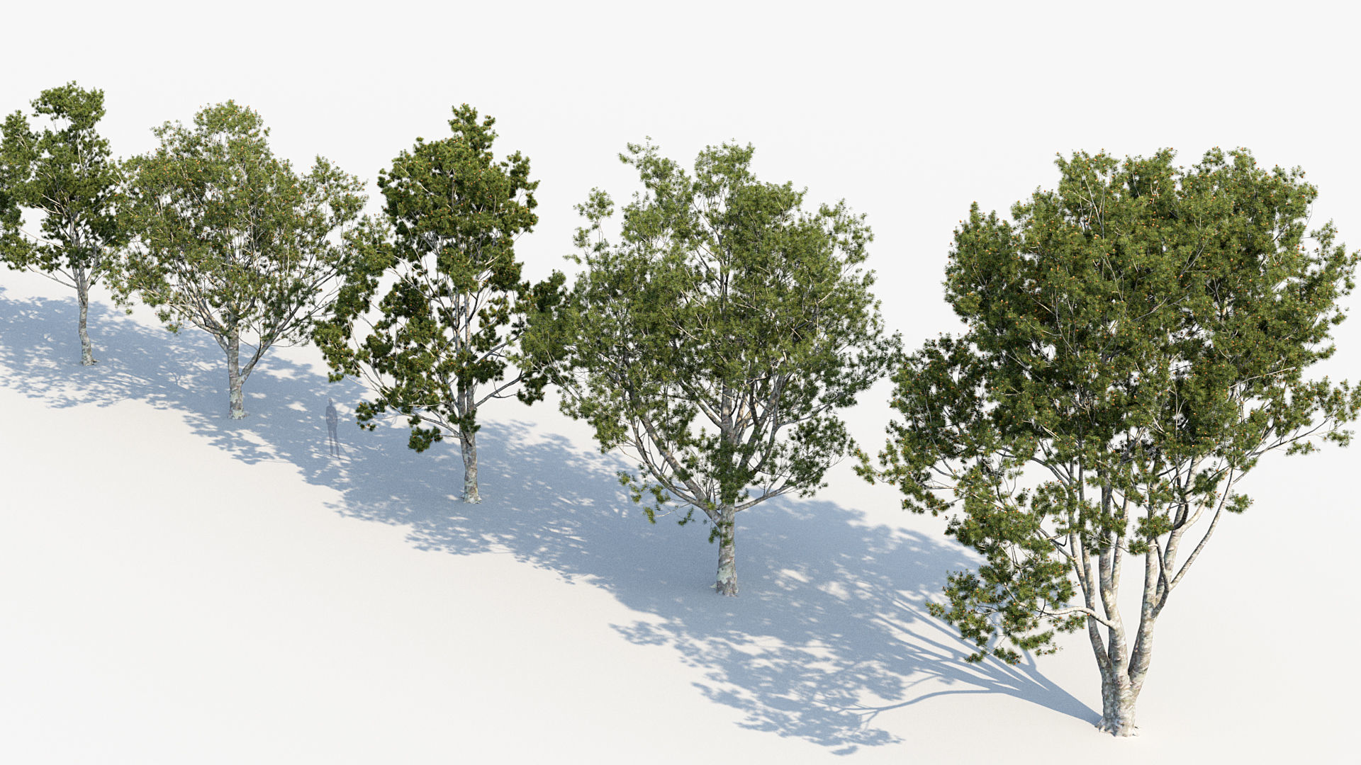 Plant Package 02 Pine 3D model_34