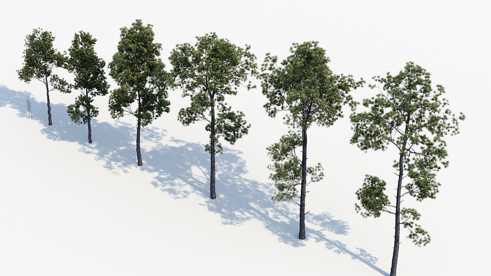 Plant Package 02 Pine 3D model_62