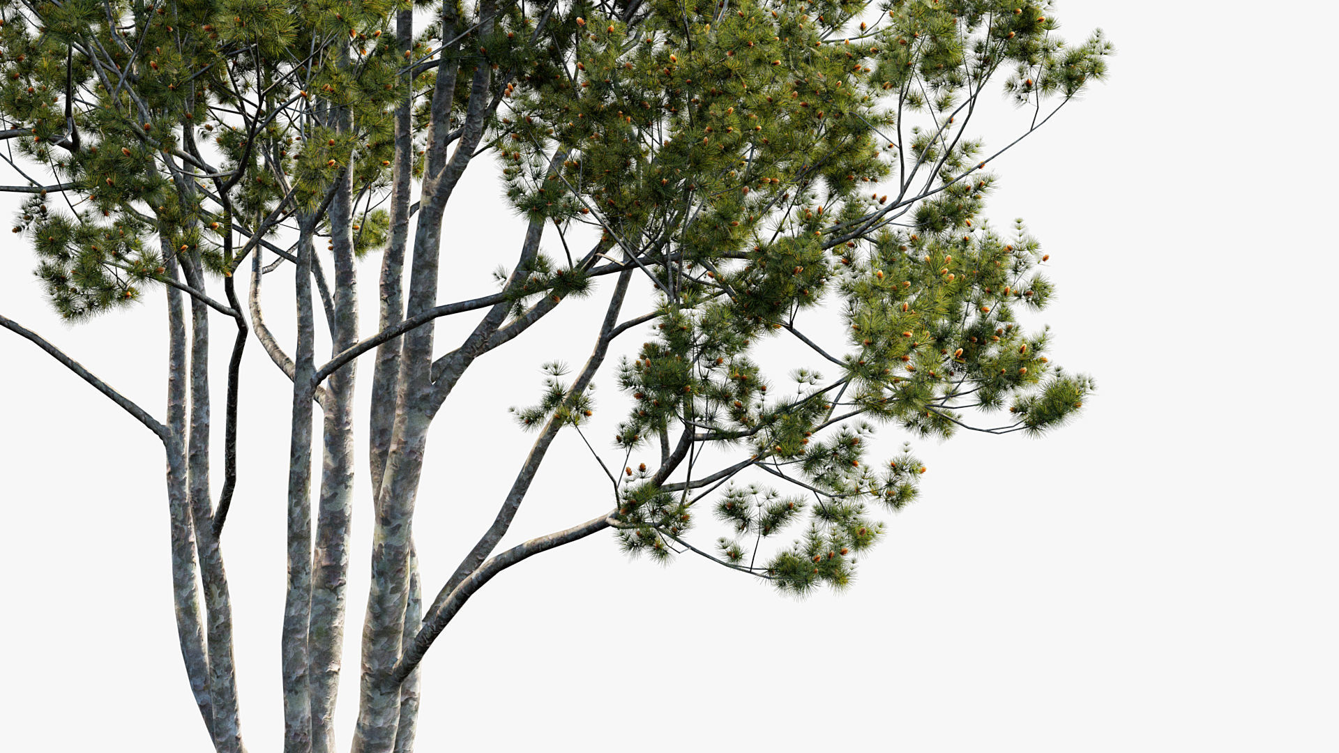 Plant Package 02 Pine 3D model_33