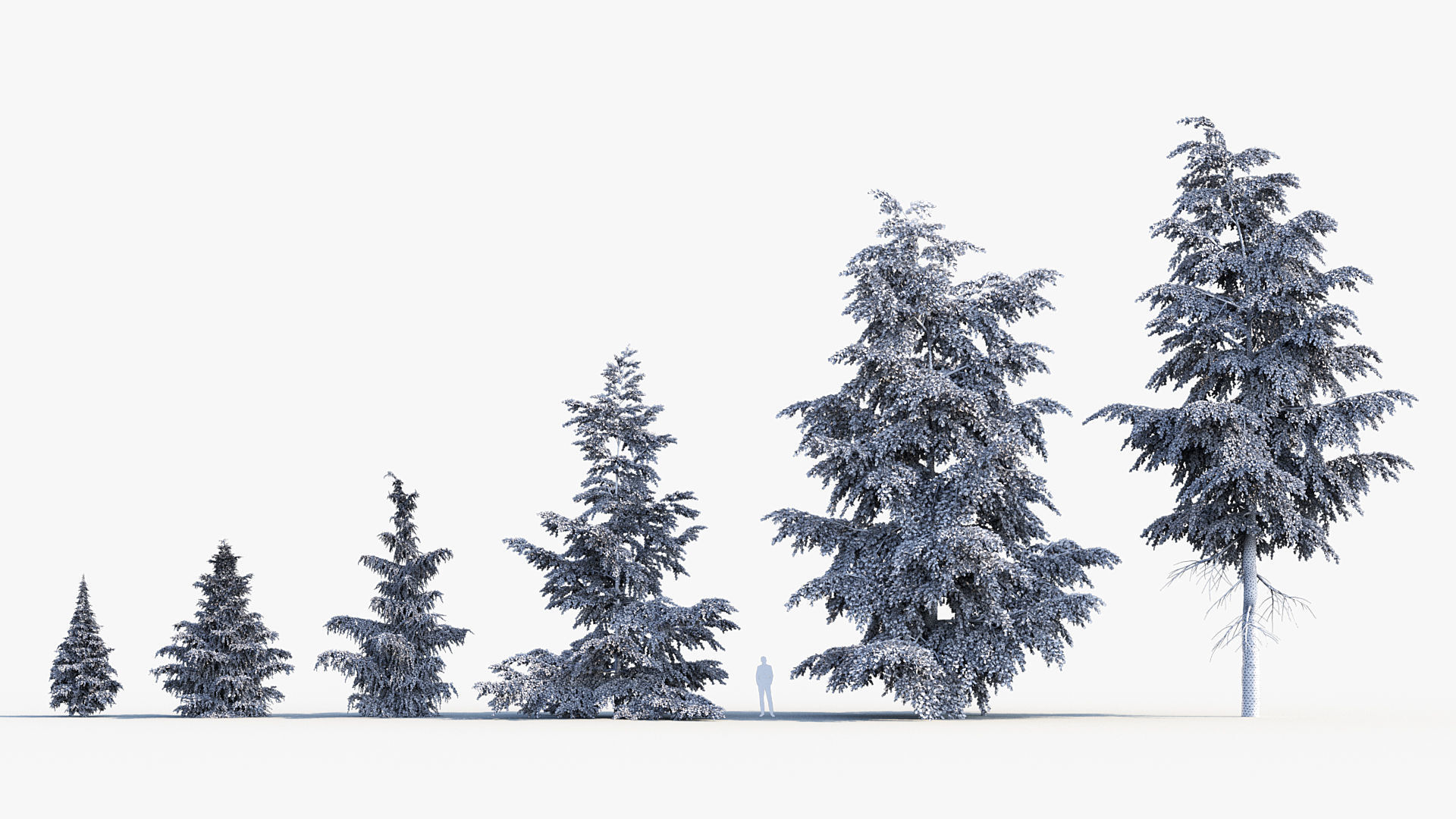 Plant Package 02 Pine 3D model_15