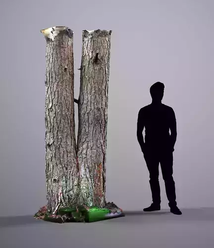 Karelian Pine 06 Raw Scan