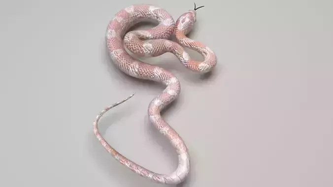 Pink Snake