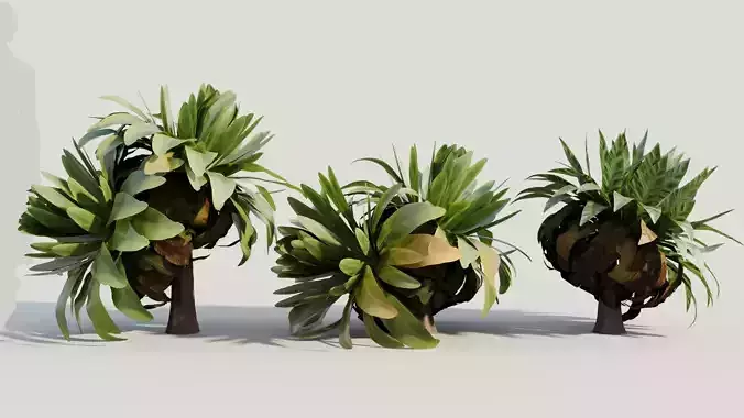 Asplenium nidus a 3D model