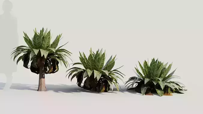 Asplenium nidus b 3D model