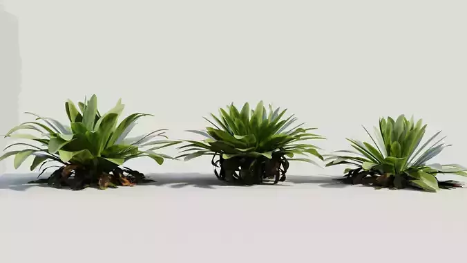 Asplenium nidus c 3D model