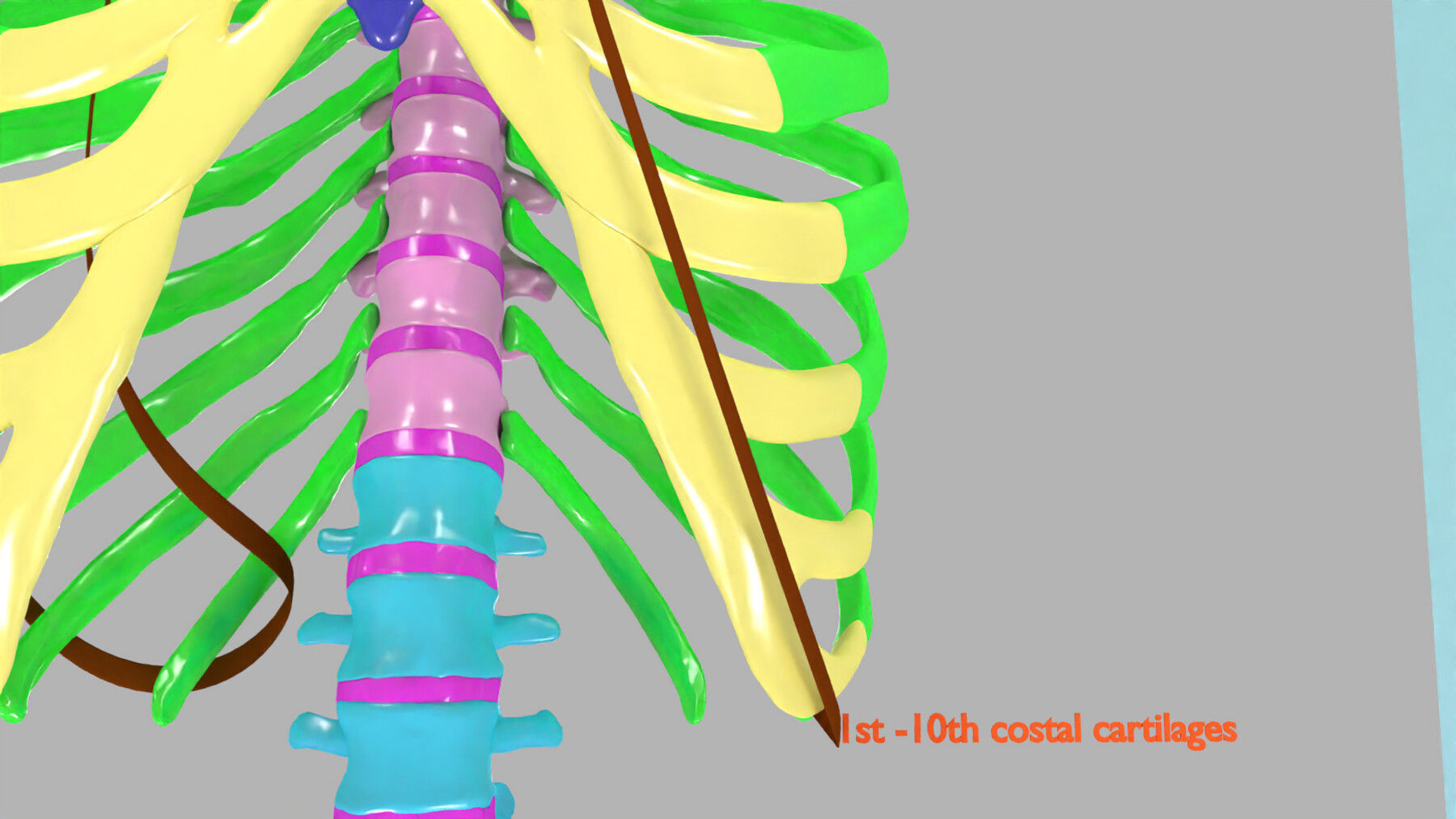 ribs and vertebrae color coded animated 3D model_3