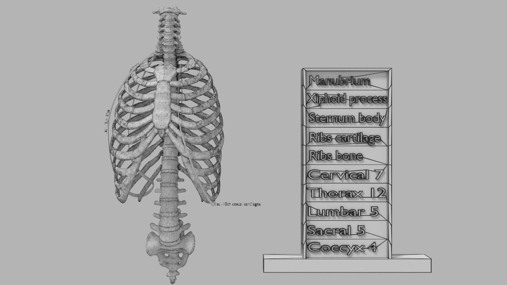 ribs and vertebrae color coded animated 3D model_18