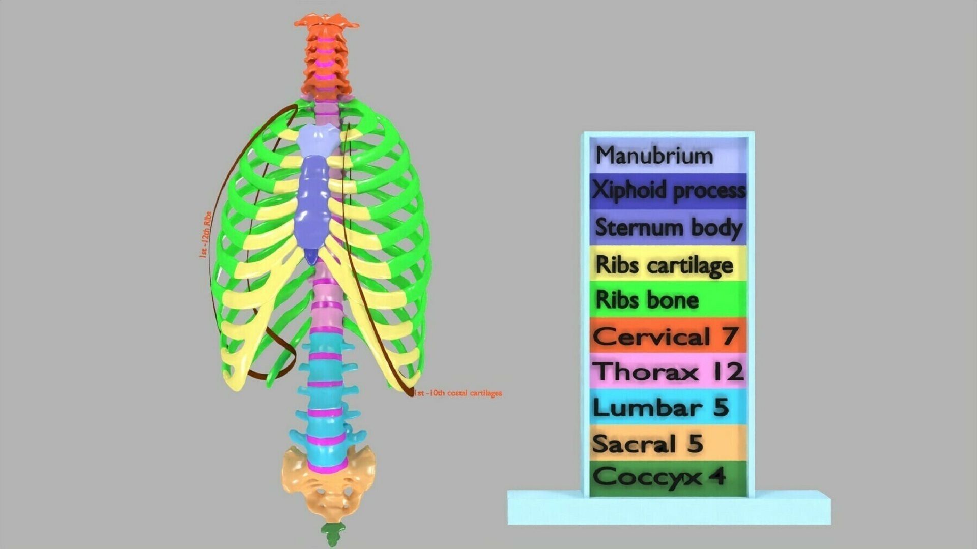 ribs and vertebrae color coded animated 3D model_8