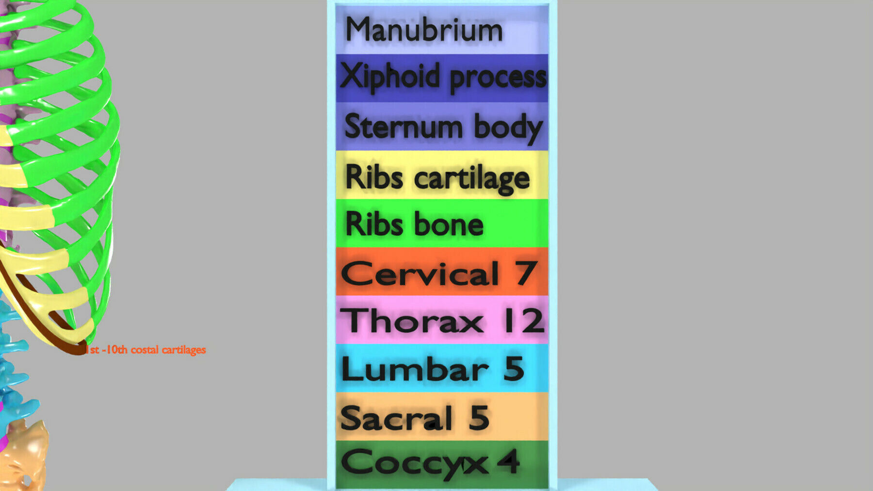 ribs and vertebrae color coded animated 3D model_15