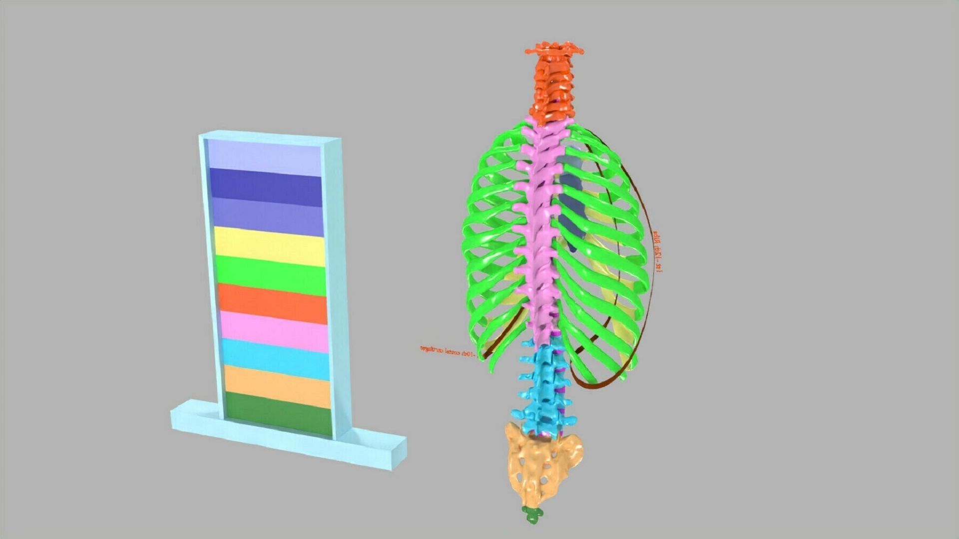 ribs and vertebrae color coded animated 3D model_13
