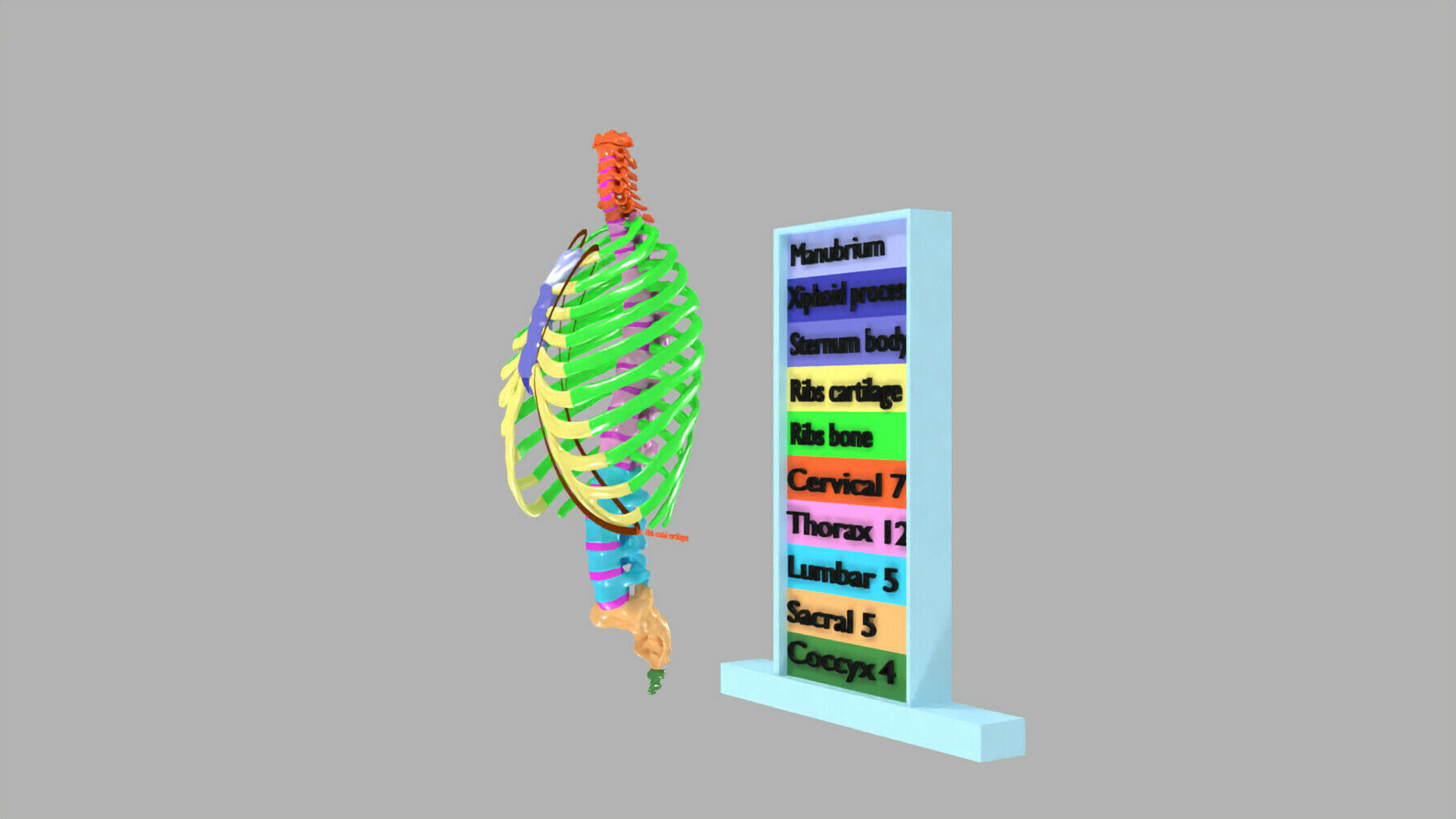 ribs and vertebrae color coded animated 3D model_10