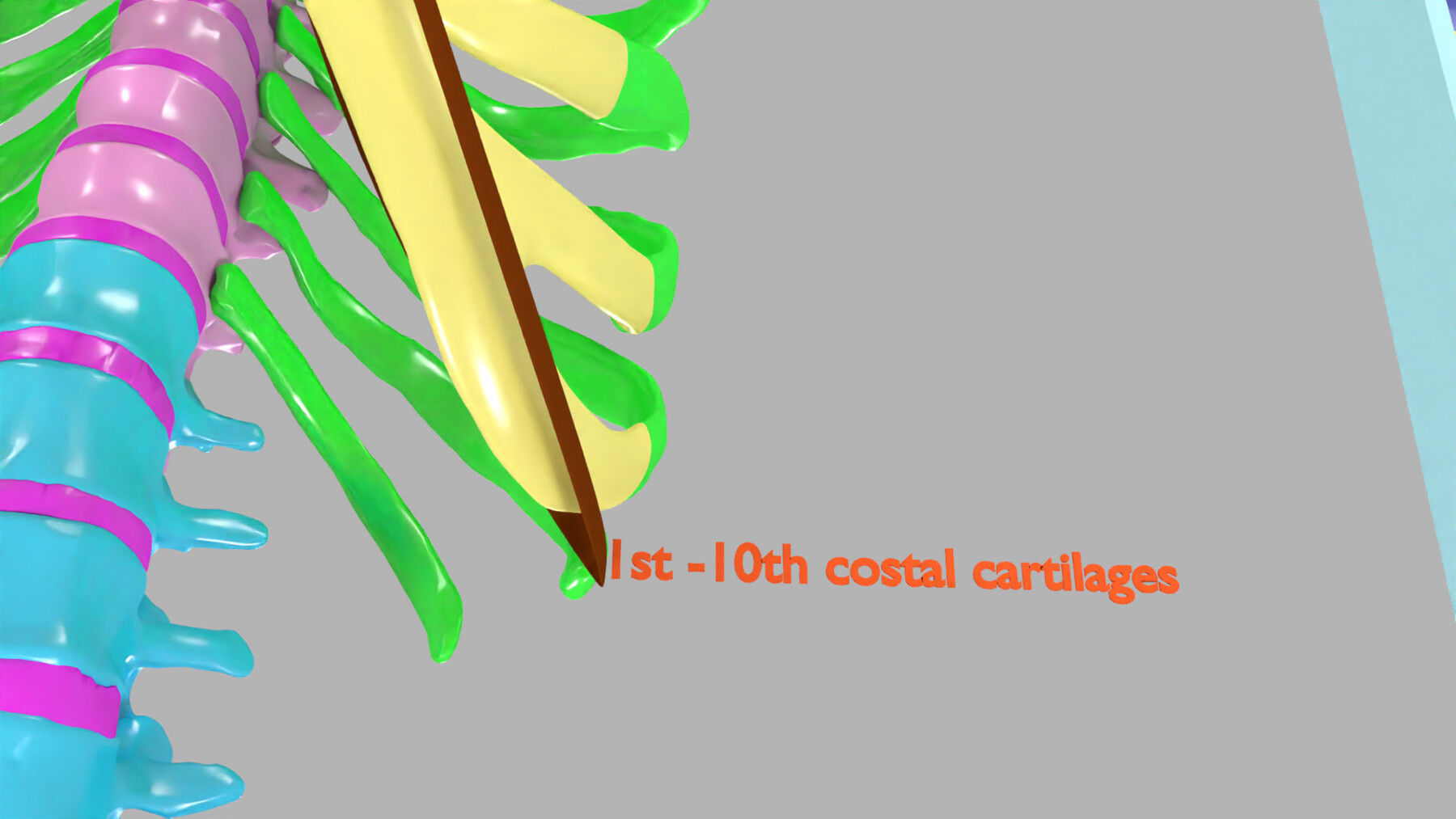 ribs and vertebrae color coded animated 3D model_11