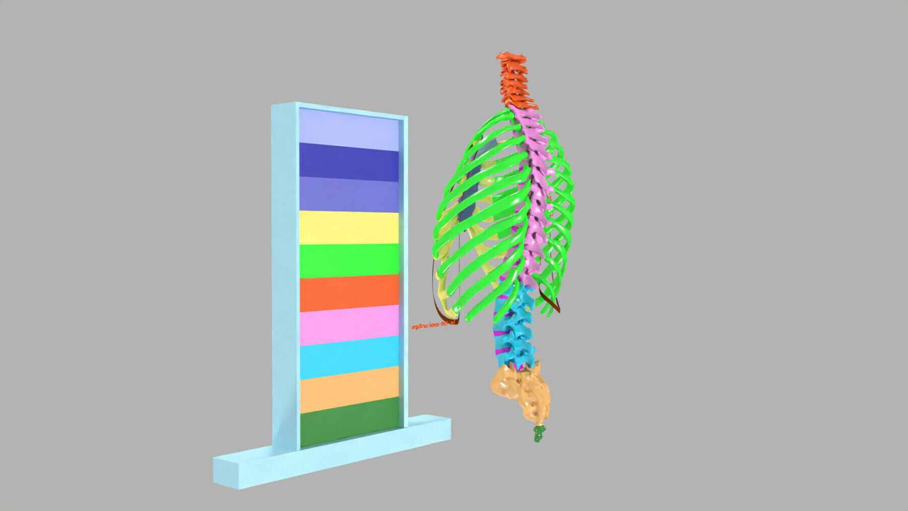 ribs and vertebrae color coded animated 3D model_5