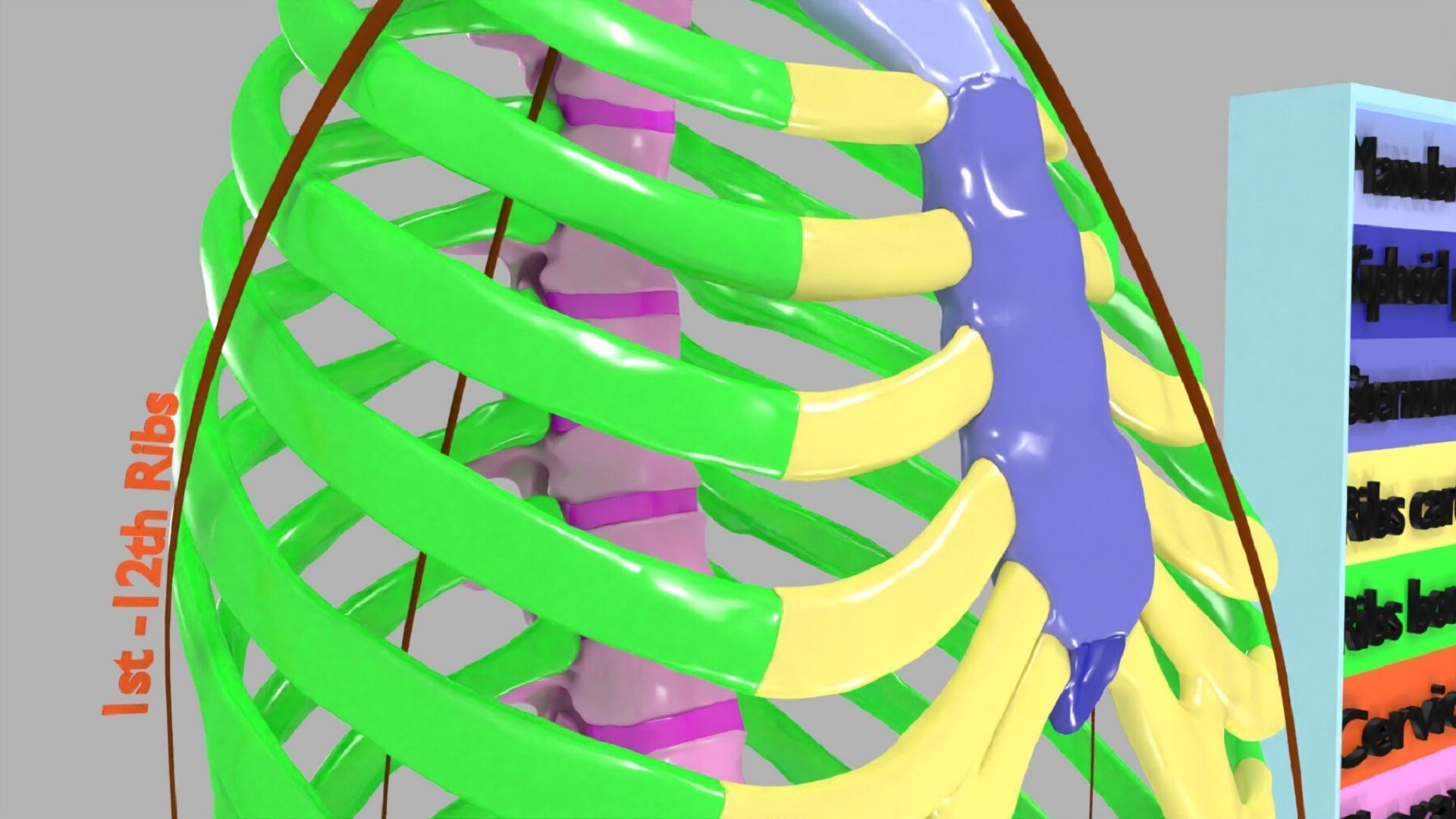 ribs and vertebrae color coded animated 3D model_6