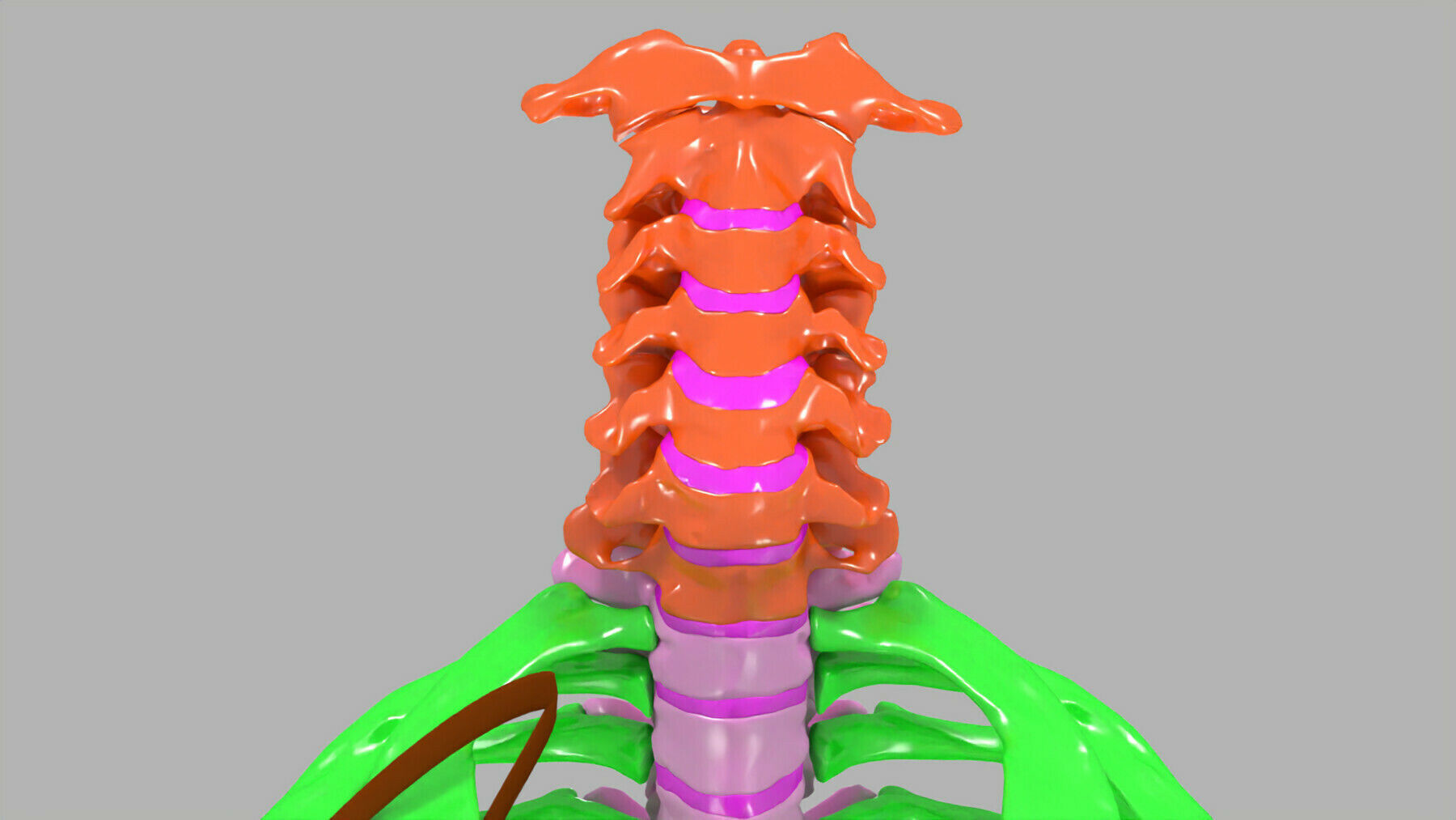 ribs and vertebrae color coded animated 3D model_12