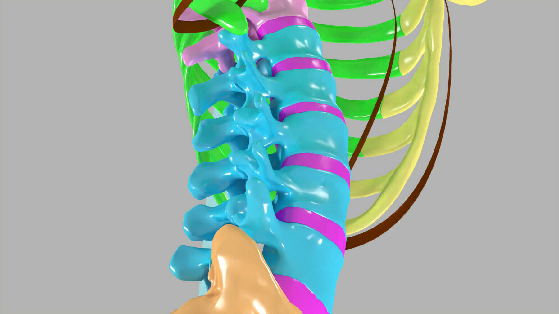 ribs and vertebrae color coded animated 3D model_4