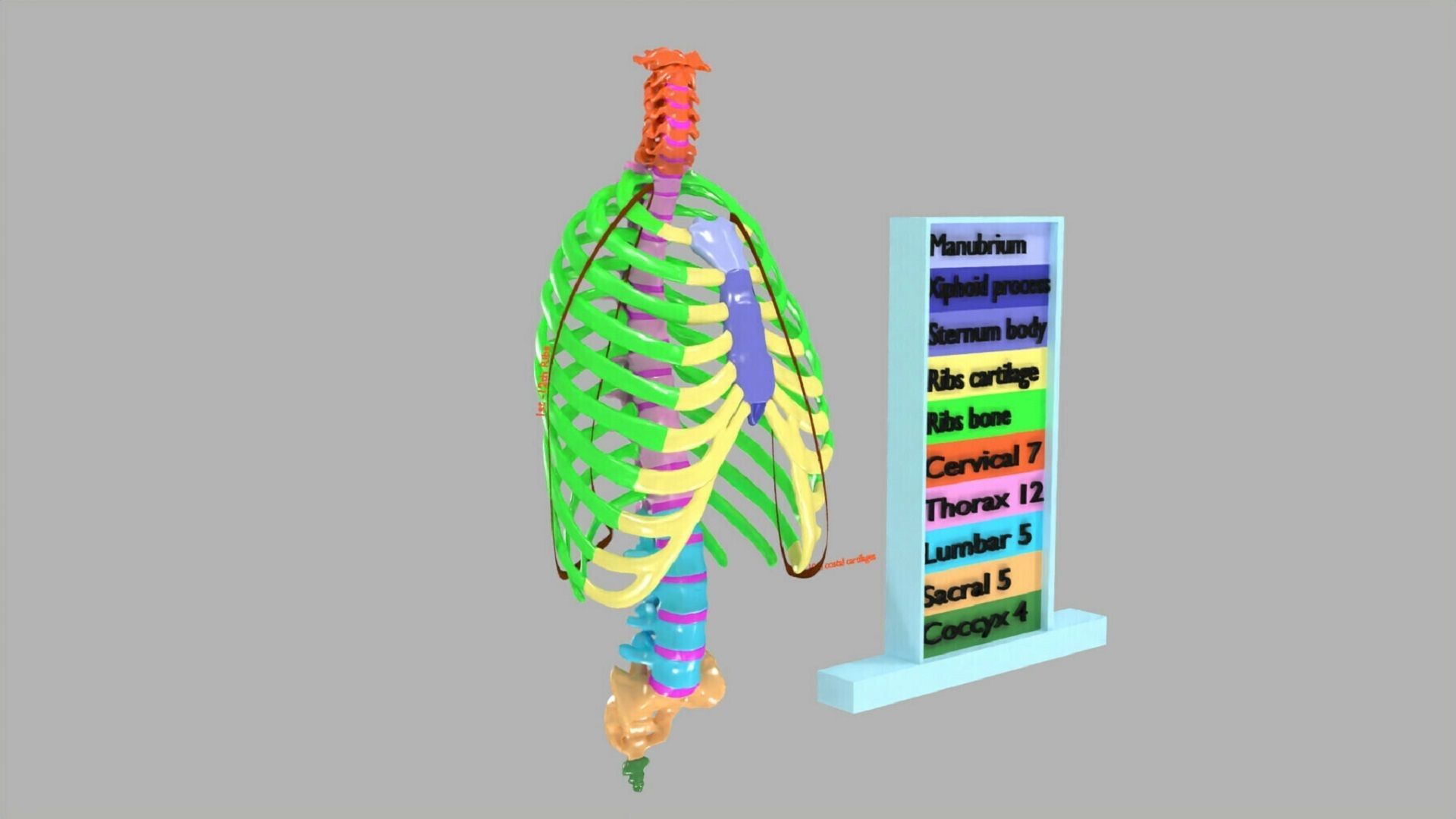ribs and vertebrae color coded animated 3D model_2