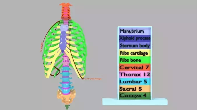 ribs and vertebrae color coded animated
