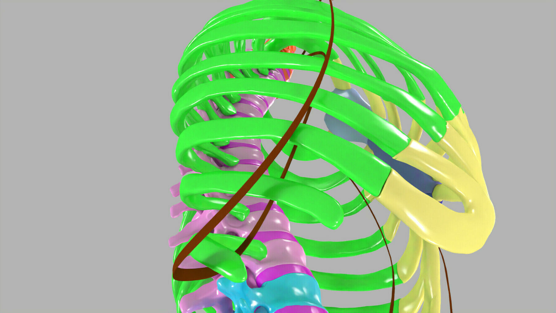 ribs and vertebrae color coded animated 3D model_14