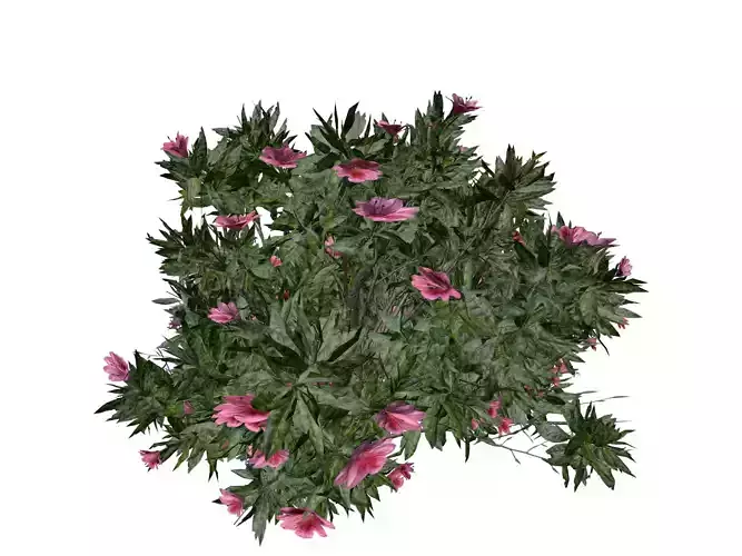 Azalea Shrub with pink flowers - 02 -