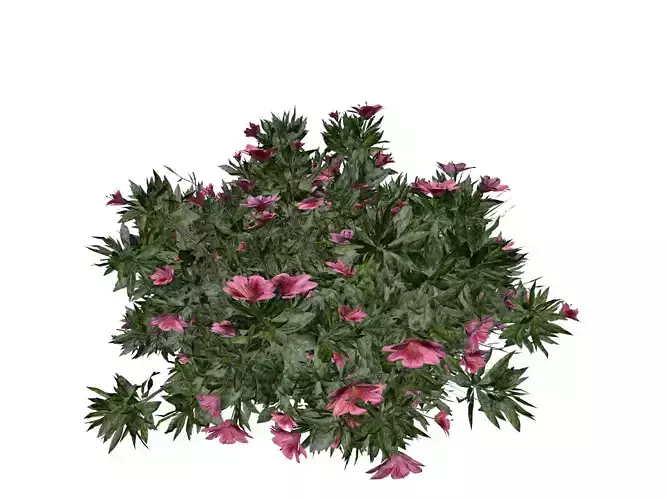 Azalea Shrub with pink flowers - 03 -
