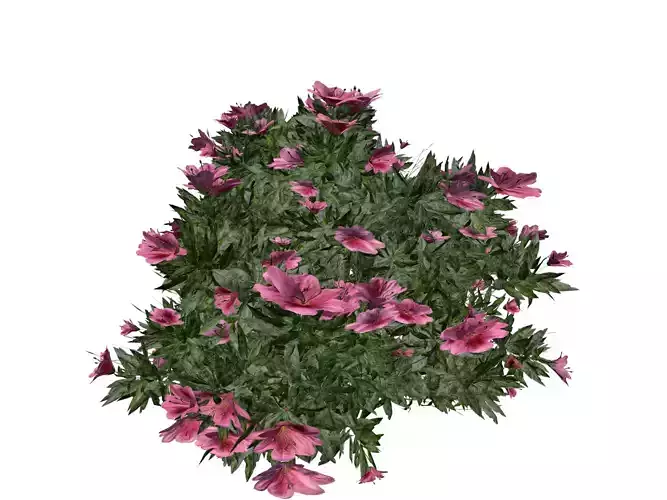 Azalea Shrub with pink flowers - 04 -