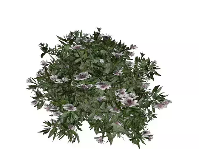 Azalea Shrub with white flowers - 01 -