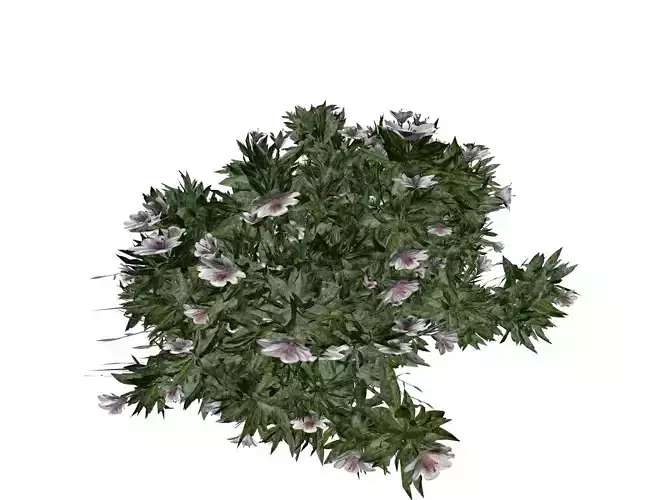 Azalea Shrub with white flowers - 02 -