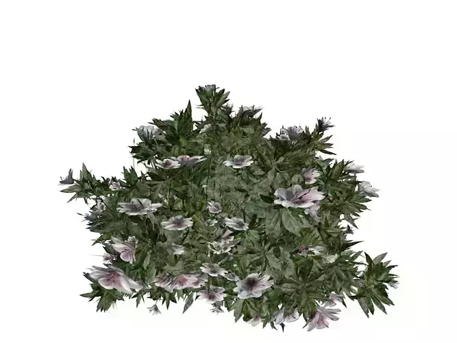 Azalea Shrub with white flowers - 03 -