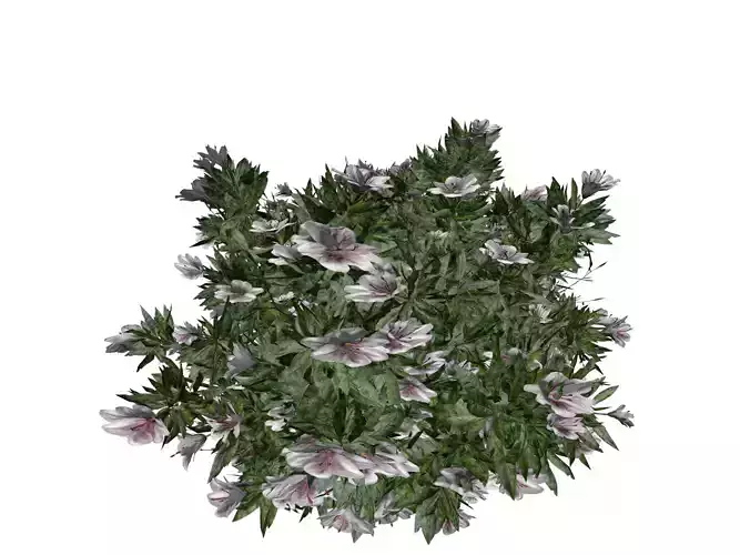 Azalea Shrub with white flowers - 04 -