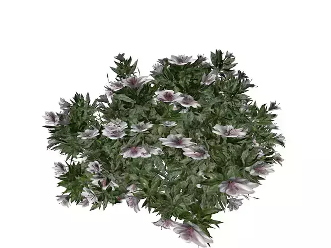 Azalea Shrub with white flowers - 05 -