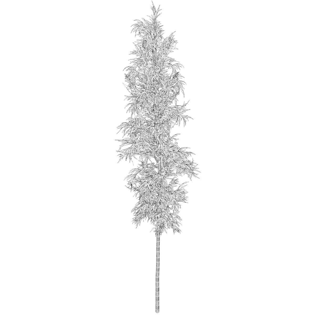 Bamboo Plant - 01 - 3D model_2