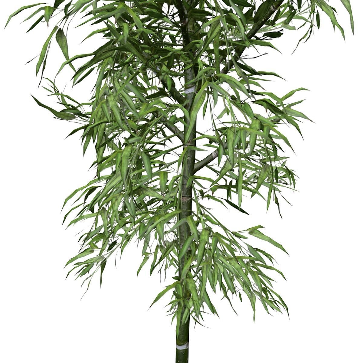 Bamboo Plant - 01 - 3D model_3