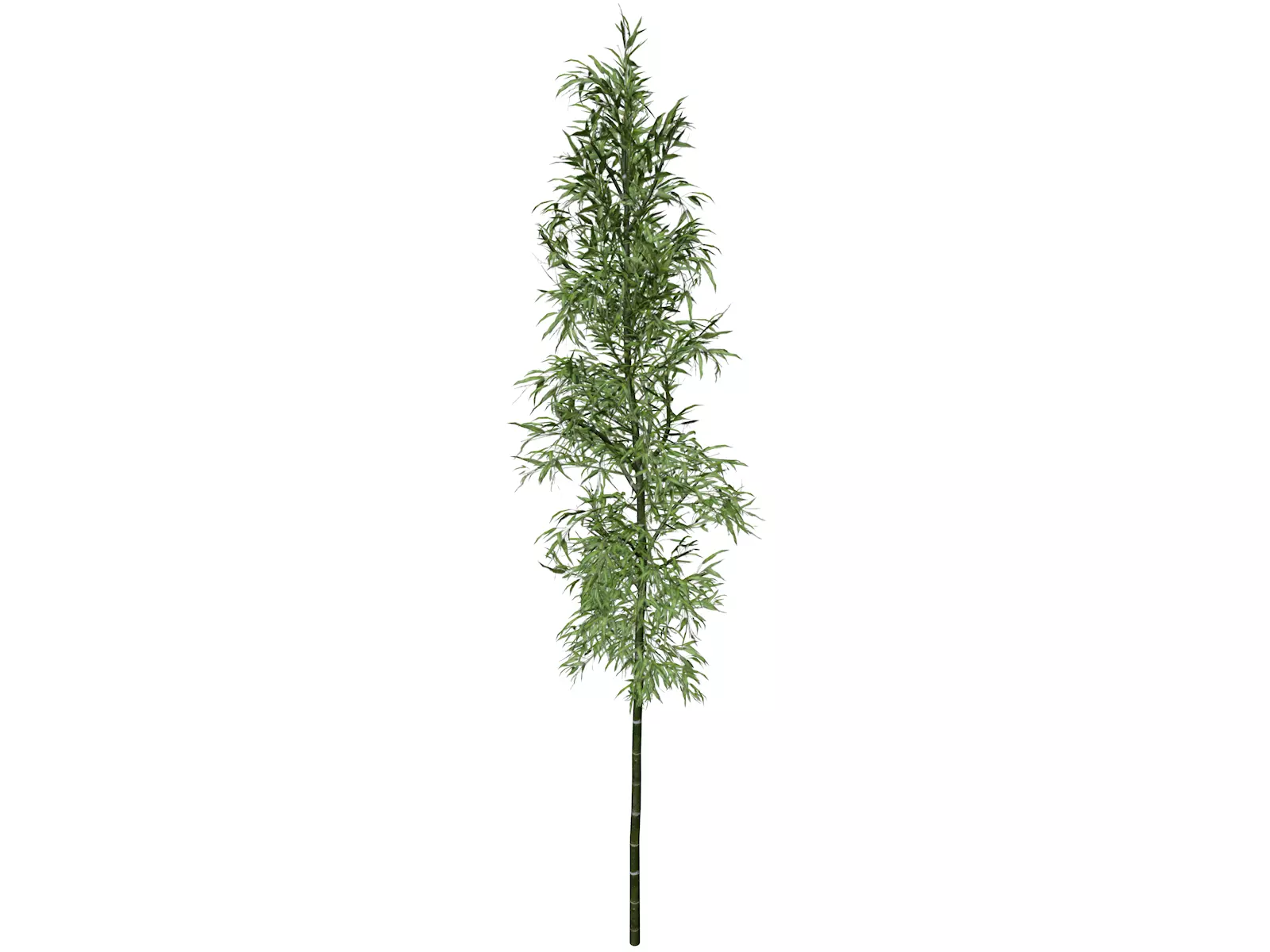 Bamboo Plant - 01 - 3D model_0