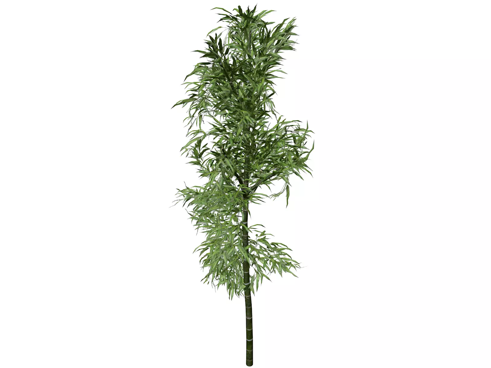 Bamboo Plant - 05 - 3D model_0