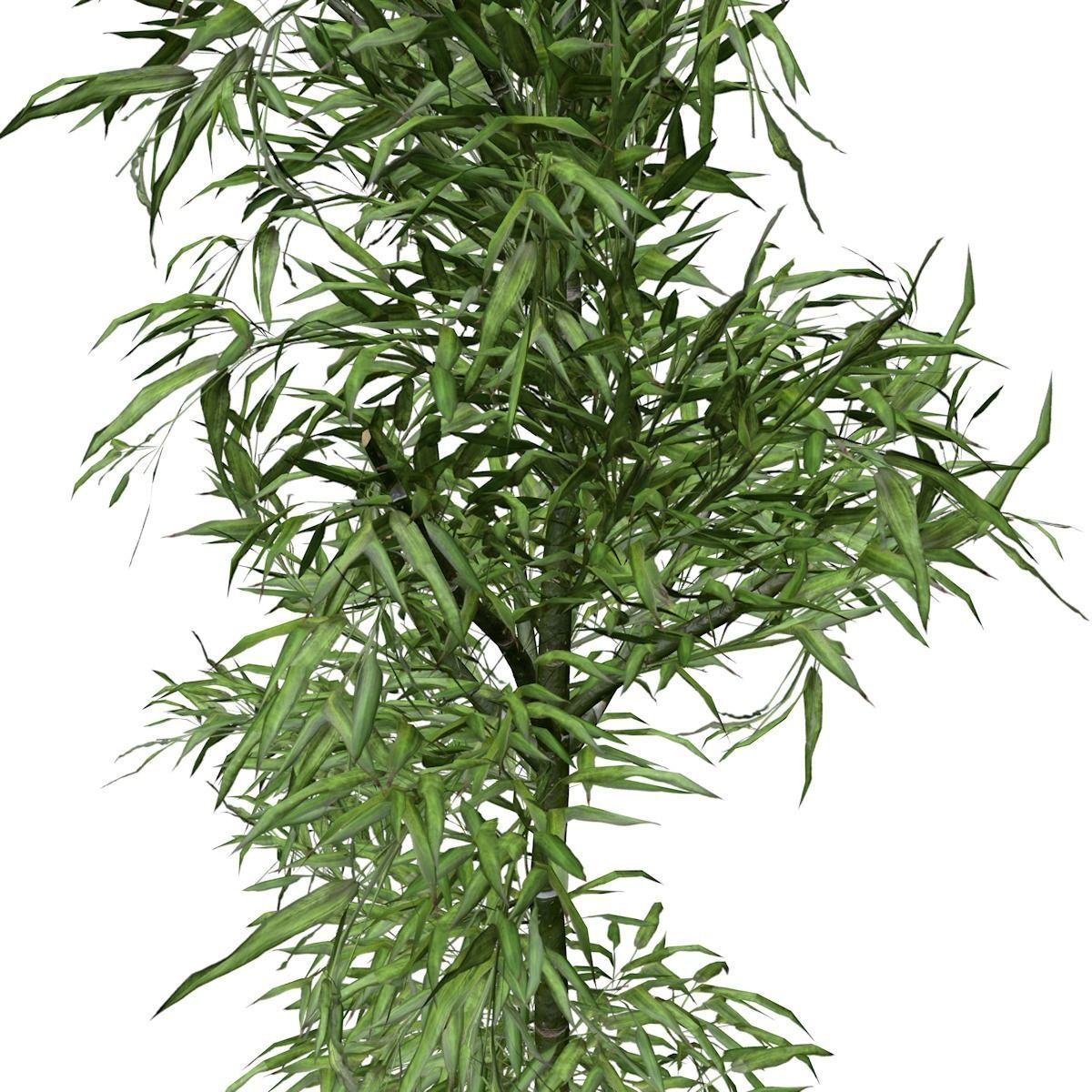 Bamboo Plant - 05 - 3D model_3