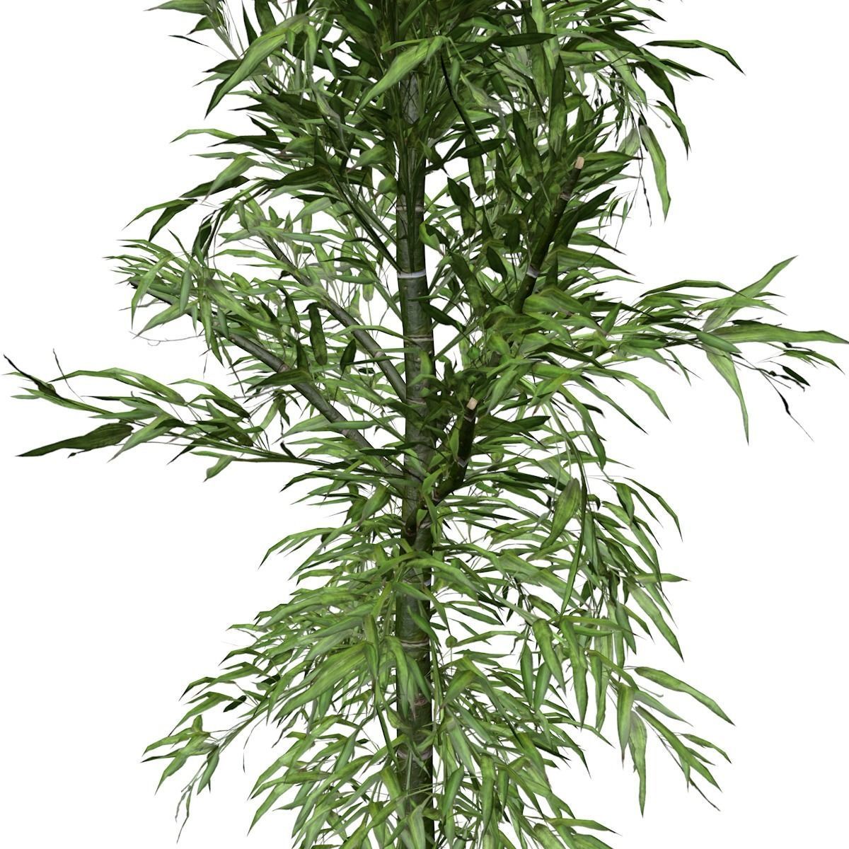 Bamboo Plant - 07 - 3D model_3