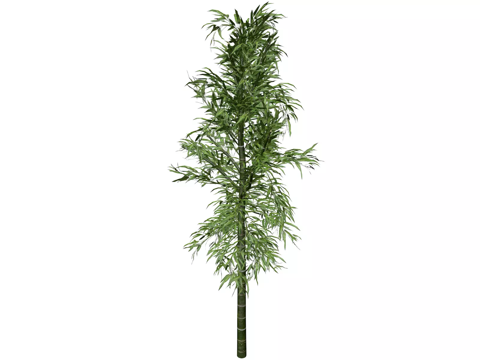 Bamboo Plant - 07 - 3D model_0