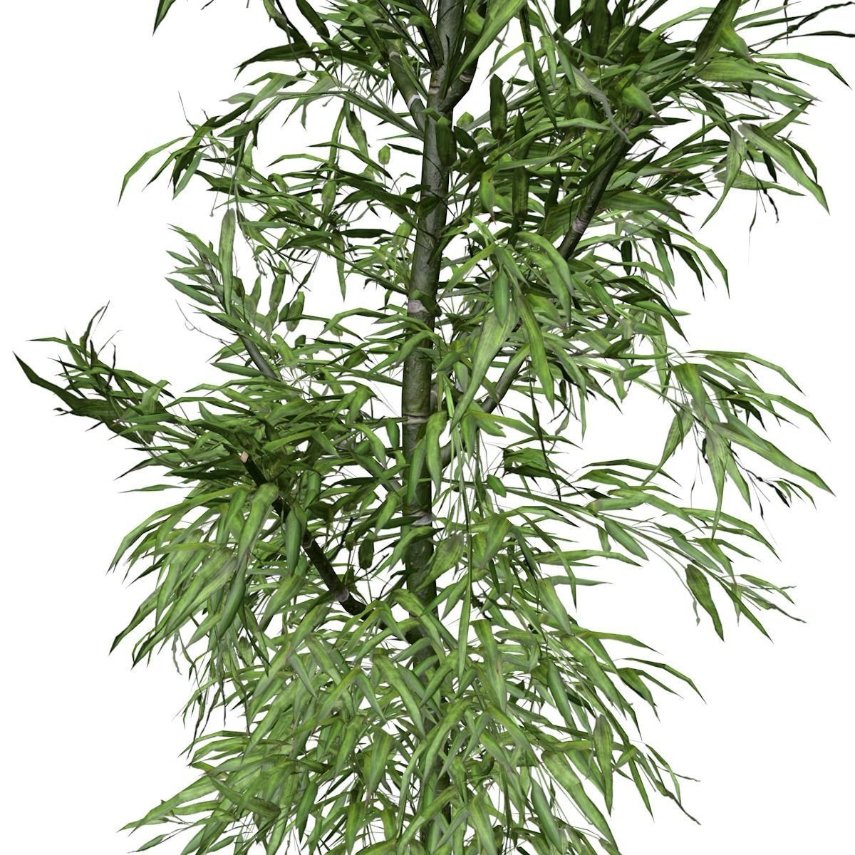 Bamboo Plant - 10 - 3D model_3