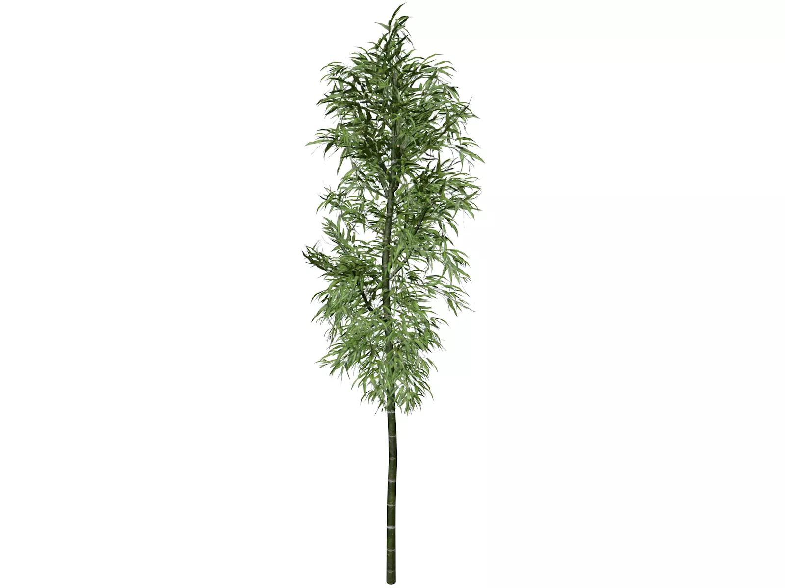 Bamboo Plant - 10 - 3D model_0