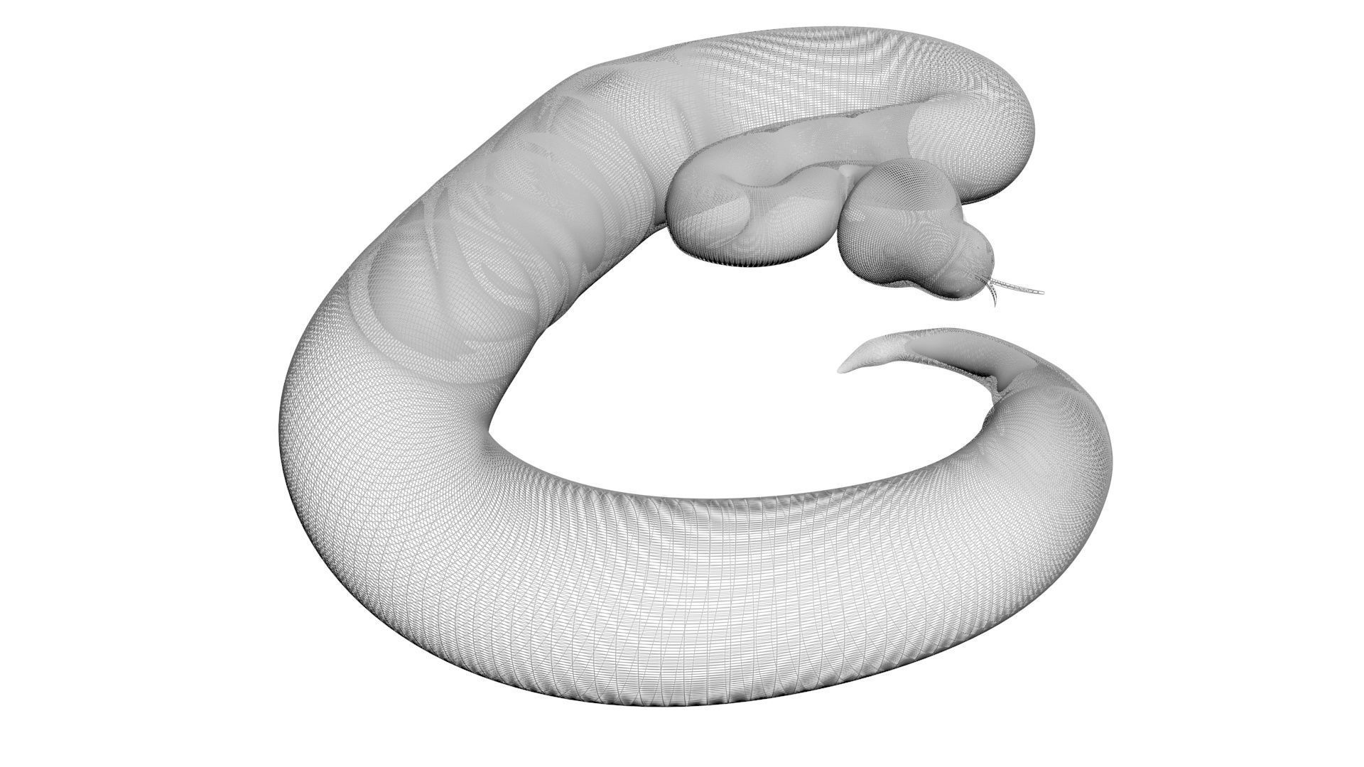Axanthic Ball Python Snake 3D model_19