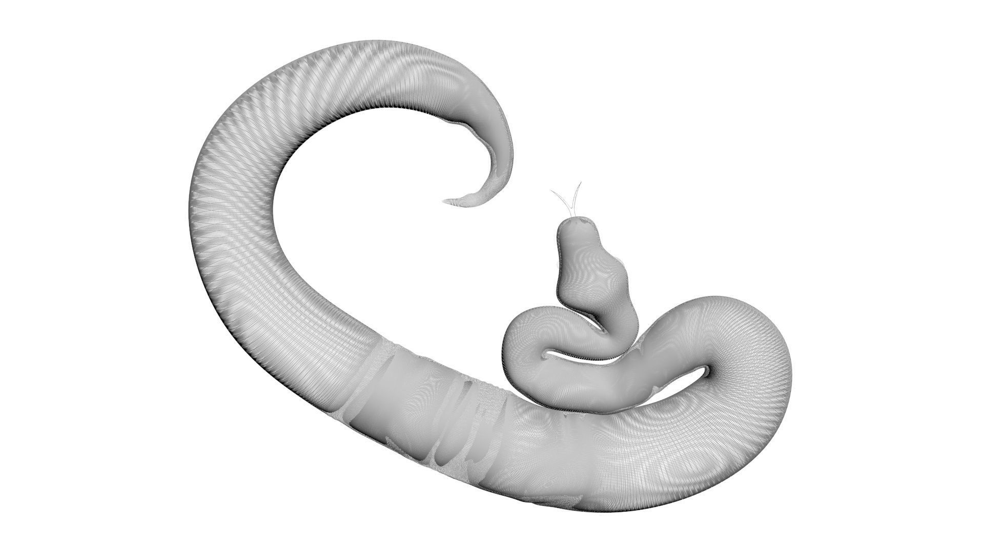 Axanthic Ball Python Snake 3D model_23