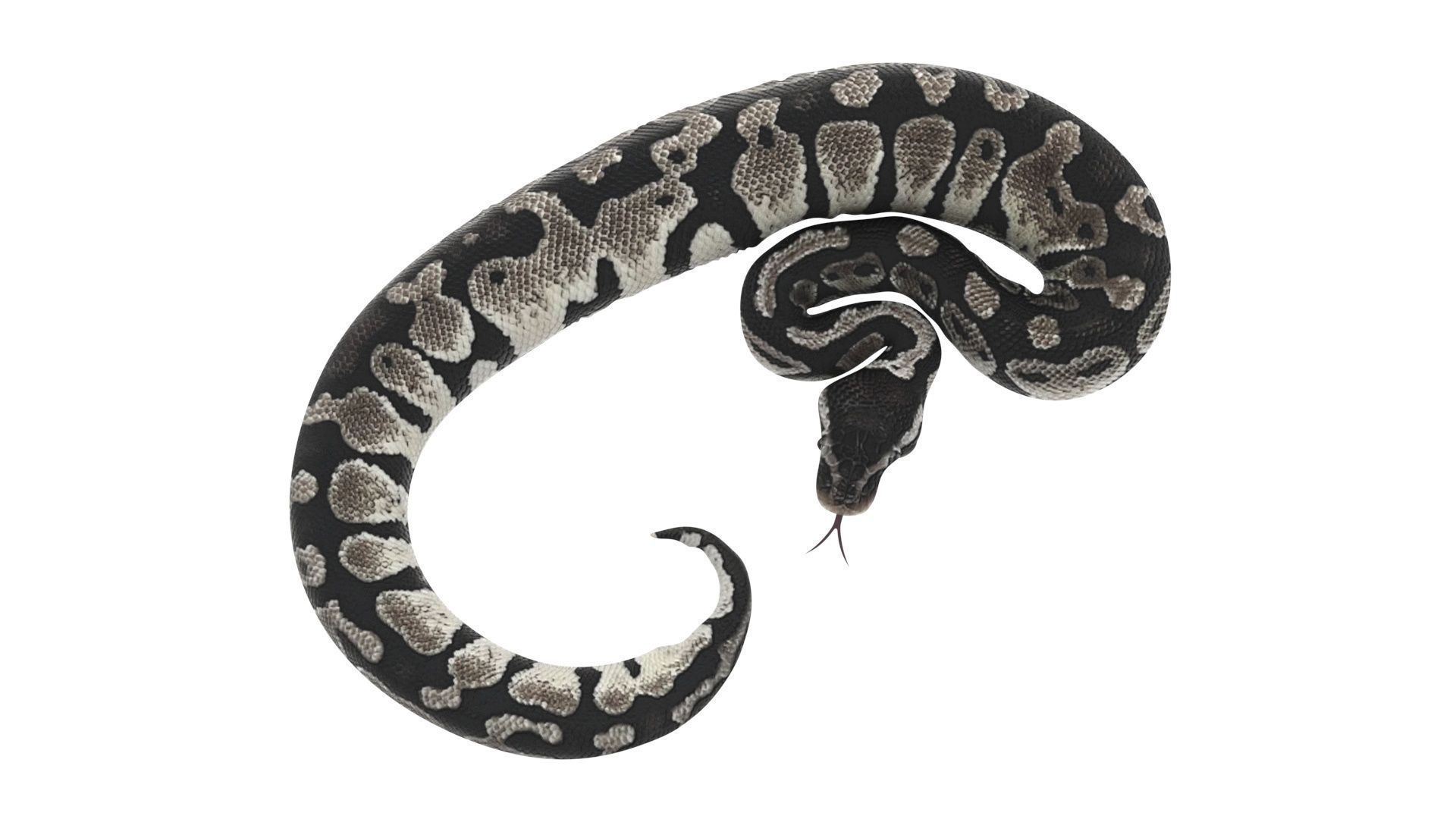Axanthic Ball Python Snake 3D model_13