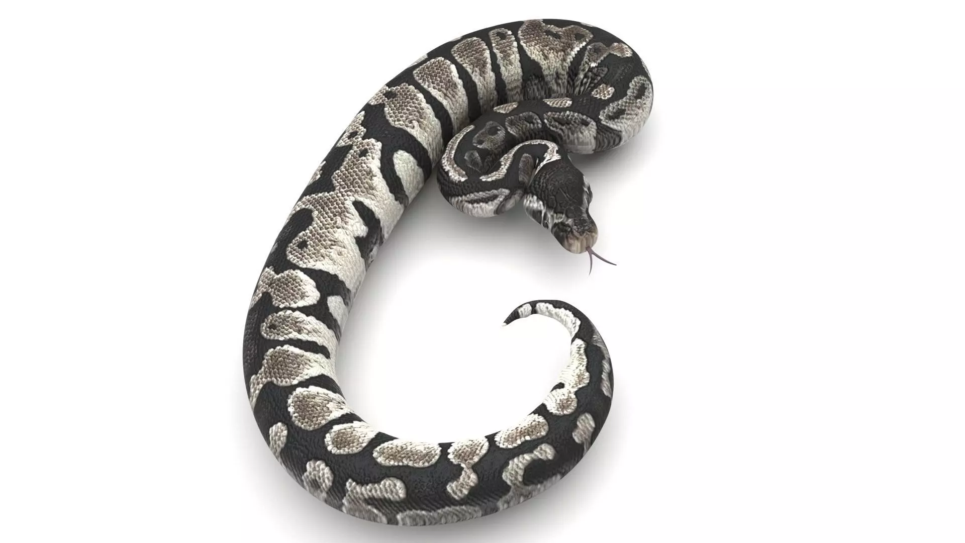 Axanthic Ball Python Snake 3D model_0