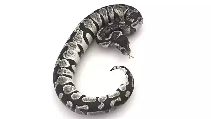 Axanthic Ball Python Snake 3D model