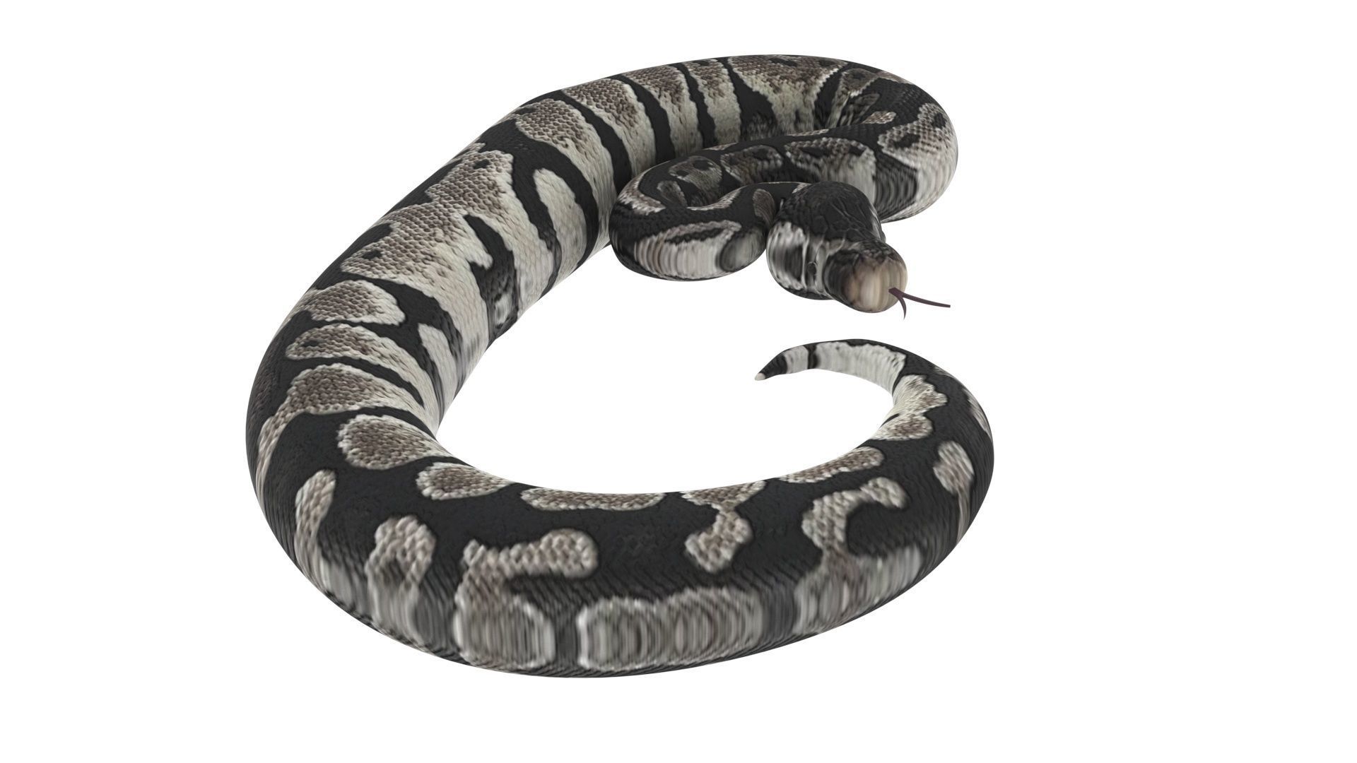 Axanthic Ball Python Snake 3D model_8