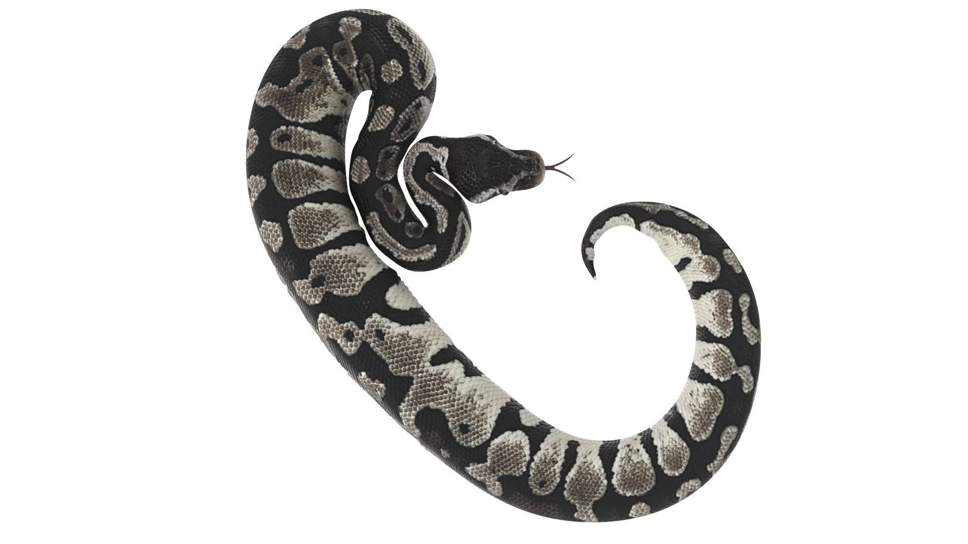 Axanthic Ball Python Snake 3D model_11