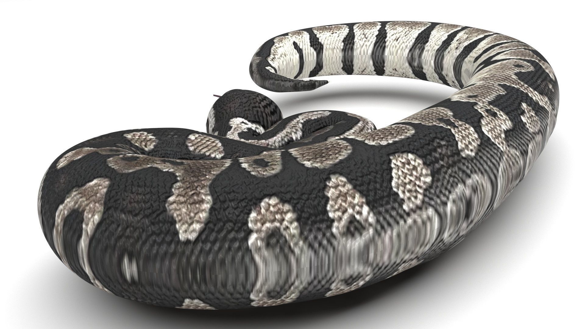Axanthic Ball Python Snake 3D model_2