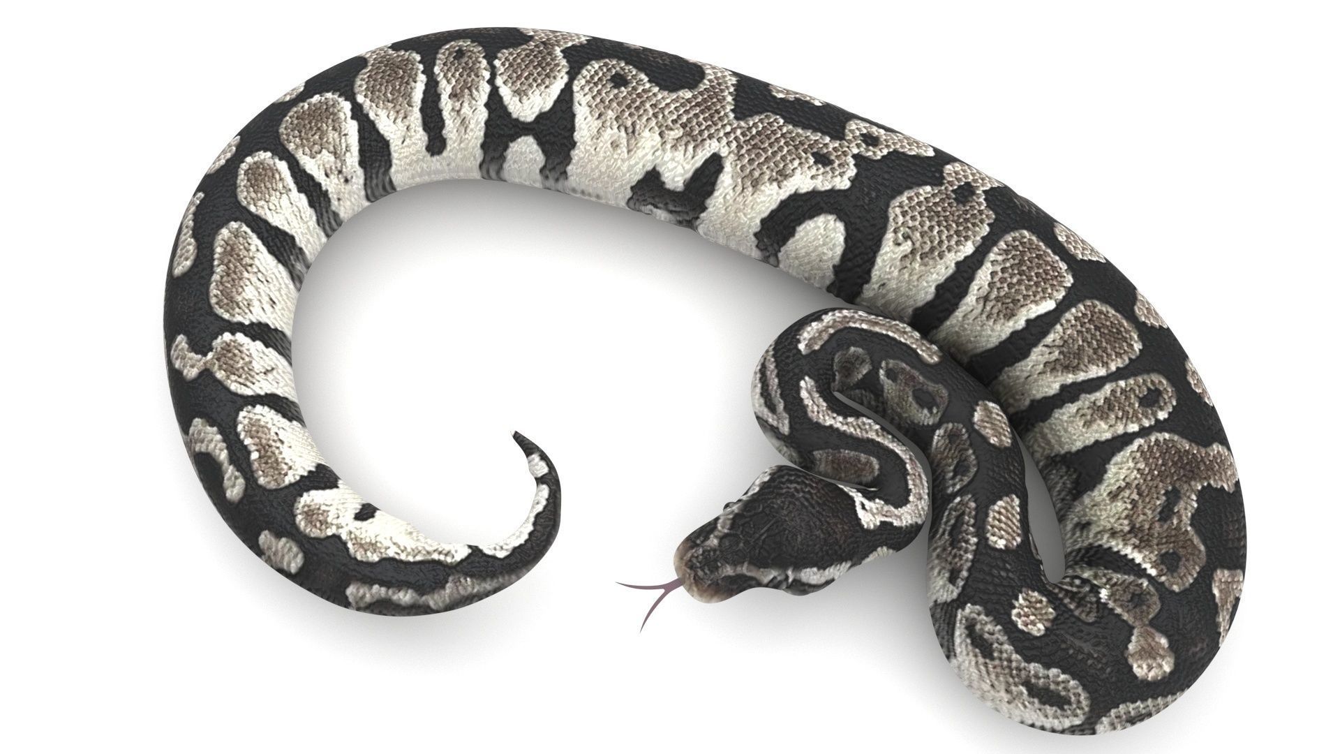 Axanthic Ball Python Snake 3D model_1